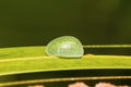 Insect, Barnawapara WLS, Chhattisgarh. Royalty Free Stock Photo