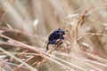 Close view of insect dung beetle Royalty Free Stock Photo