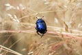 Close view of insect dung beetle Royalty Free Stock Photo