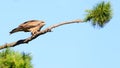 Close view of Japanese Black Kite Bird Royalty Free Stock Photo