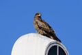 Close view of Japanese Black Kite Bird Royalty Free Stock Photo