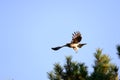 Close view of Japanese Black Kite Bird Royalty Free Stock Photo