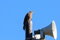 Close view of Japanese Black Kite Bird