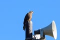 Close view of Japanese Black Kite Bird Royalty Free Stock Photo