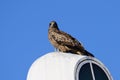 Close view of Japanese Black Kite Bird Royalty Free Stock Photo