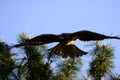 Close view of Japanese Black Kite Bird Royalty Free Stock Photo