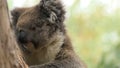 Close view of Koala, Phascolarctos cinereus, resting Royalty Free Stock Photo