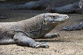 Close view of Komodo dragon or monitor, Indonesia Royalty Free Stock Photo