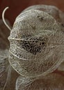 Close view of lacy structure of the dry deteriorating cape cover of a cape gooseberry. Royalty Free Stock Photo