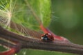 Close view of a Ladybug on a leaf. Beautiful nature Royalty Free Stock Photo