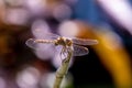 Close 3/4 view at large dragonfly