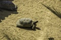 close view of large galapagos tortoise in mud Royalty Free Stock Photo