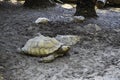 close view of large galapagos tortoise in mud Royalty Free Stock Photo