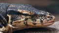 Close view of a large varanid lizard
