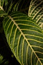 Close view of large variegated leaf, nature background