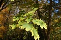 Close view of leaves of maple in mid October