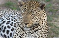 A close view of a leopard, Panthera pardus, as it lies on the ground. In South Africa