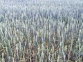 Close view of light green field of corn cereal rye wheat spikelets at daylight Royalty Free Stock Photo