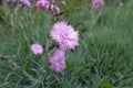 Close view of light pink flower of polymerous Dianthus Royalty Free Stock Photo