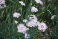 Close view of light pink flowers of Dianthus deltoides