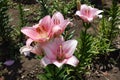 Close view of light pink flowers of lilies Royalty Free Stock Photo