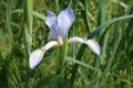 Close view of light violet flower of iris in spring Royalty Free Stock Photo