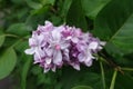 Close view of light violet flowers of double lilac Royalty Free Stock Photo