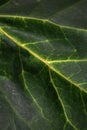 VEINING SYSTEM ON AN IVY LEAF