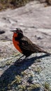 Long-tailed meadowlark in a forest