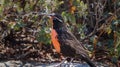 Long-tailed meadowlark in a forest