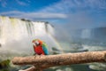 Close view of Macaw parrot at the Cataratas waterfalls Royalty Free Stock Photo