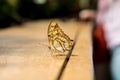 A close view of machaon Papilio machaon butterfly Royalty Free Stock Photo