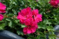 Close view of magenta colored flowers of ivy-leaved pelargonium in July Royalty Free Stock Photo