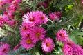 Close view of magenta colored flowers of Michaelmas daisies in October Royalty Free Stock Photo