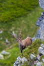 Close view male alpine capra ibex capricorn standing in mountain Royalty Free Stock Photo