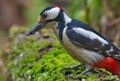 Close view at Male Great spotted woodpecker with beak full of insects and other food for his chicks Royalty Free Stock Photo