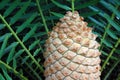 CLOSE VIEW OF MALE SEED CONE ON A CYCAD PLANT Royalty Free Stock Photo