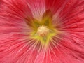 Close view of mallow flower