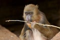 Close view of Mandrill monkey biting tree branch