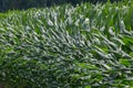 Close view many green leaves of sweet corn plant Royalty Free Stock Photo