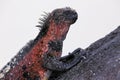 Close view of marine iguana on Espanola Island, Galapagos Nation Royalty Free Stock Photo