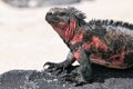 Close view of marine iguana on Espanola Island, Galapagos Nation Royalty Free Stock Photo