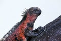 Close view of marine iguana on Espanola Island, Galapagos Nation