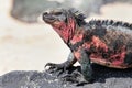 Close view of marine iguana on Espanola Island, Galapagos National park, Ecuador Royalty Free Stock Photo