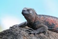 Close view of marine iguana on Espanola Island, Galapagos National park, Ecuador Royalty Free Stock Photo