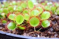 close view of the meat-eating venus flytrap