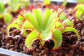 close view of the meat-eating venus flytrap Royalty Free Stock Photo