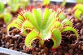 close view of the meat-eating venus flytrap