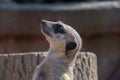 Close view of a Meerkat head