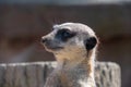 Close view of a Meerkat head